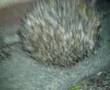 Hedgehog