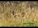 Animals of Botswana: Reedbuck
