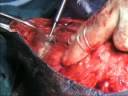 Equine mastectomy - Lotus hook