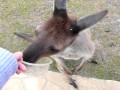 wallabees jump towards me for food