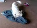 Mental Dog