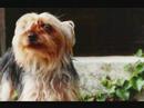 DOGS STORY... DOGS STORY...