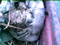 Dead Chicken Dead Chicken