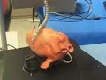 Snake Robots at CMU - Long Version Snake Robots at CMU - Long Version