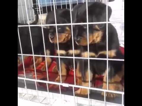 DZOMBA puppies 6 weeks old