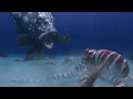Cadbury - Spots Vs Stripes Funny Commercial (Fish Battle)
