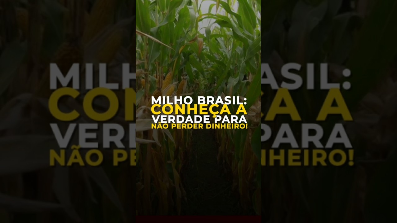 MILHO BRASIL: CONHEÇA A VERDADE PARA NÃO PERDER DINHEIRO!