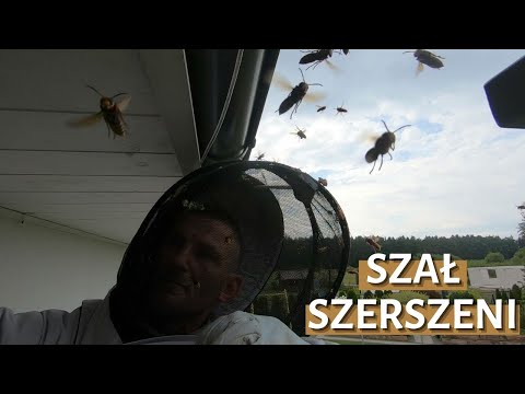 Szał szerszeni – usuwanie gniazda