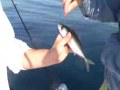 umpan ikan hidup