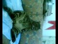 �?lg?n kedi rafi