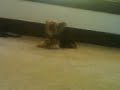 moonwalking Yorkie