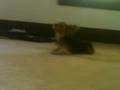 moonwalking Yorkie
