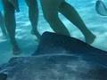Snorkeling with Stingrays at Stingray Sandbar, Grand Cayman
