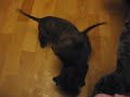 Rolka Amstaf�w