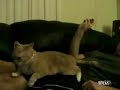 Cat confused by scratching