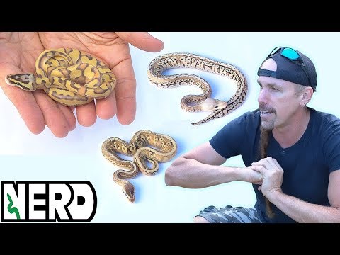 YouTube reptile video