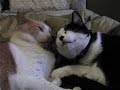 Raja Loves Lily