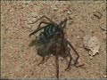 Parasitic Wasp stinging Spider Parasitic Wasp stinging Spider