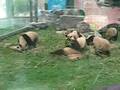 videos de Wolong pandas at Beijing Zoo