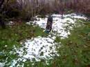Saarloos Wolfhond - Lissy