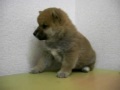 2009年11月5日生まれの柴犬①