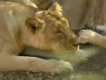 Asiatic Lions: Ranger Stations