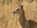 Asiatic Lions: Ranger Stations