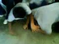 andres vs kiros andres vs kiros