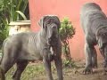 Mastino Napoletano - Sheik Von Lang