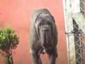 Mastino Napoletano - Sheik Von Lang