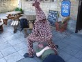 Giraffe Teabagging Giraffe Teabagging