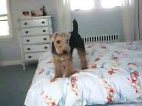 Welsh Terrier Reef