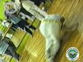 Capoeira forca luanda Mestre sobrancelha