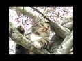 Gizmo the cat up a tree