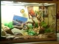 how i setup my bearded dragon YOSHI terrarium-tank