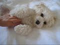 Can your dog give high fives?