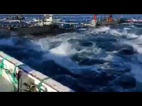 Los atunes en la pesca de la Almadraba