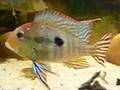 GEOPHAGUS AMAZON TANK - Brněnská Amerika