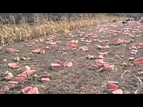 how to harvest watermelon seeds