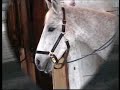 Tribute To Mander. The best horse ever!