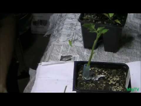 how to grow tomatoes in nj