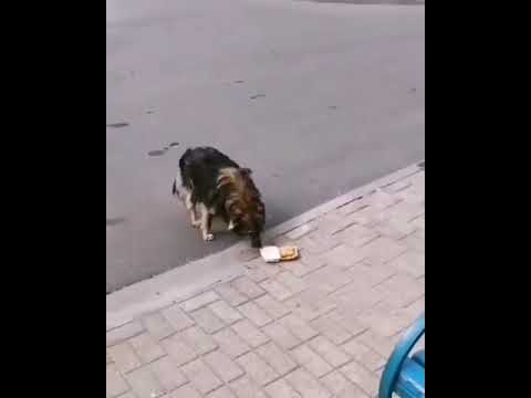 Facet postanowił podzielić się z bezdomnym psem swoim posiłkiem