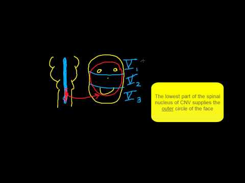 how to assess trigeminal nerve