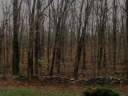 Silent Woods at the edge of the Enchanted Forest
