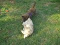 Dexter & Peebles