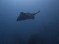 Yongala Bull Ray Tagging and Observation (Taeniura meyeni)
