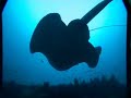 Yongala Bull Ray Tagging and Observation (Taeniura meyeni) Yongala Bull Ray Tagging and Observation (Taeniura meyeni)