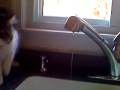 videos de Thirsty cat