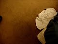 Camille Guilty Dog Video (Response to Denver Guilty Dog)