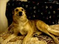 Camille Guilty Dog Video (Response to Denver Guilty Dog)